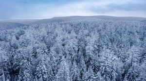 Черно-белая тайга с высоты птичьего полёта. Зима