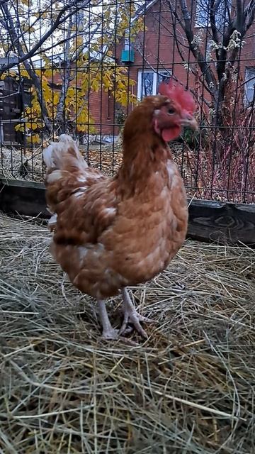 Пернатые Любимки