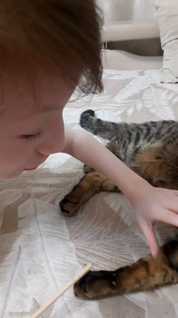 Кот на маникюре юмор