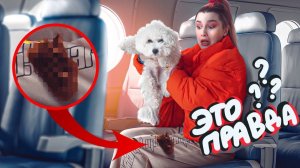 ПЕРВЫЙ ПОЛЁТ СОБАКИ на САМОЛЁТЕ!  *Бамбуль в шоке* ✈️