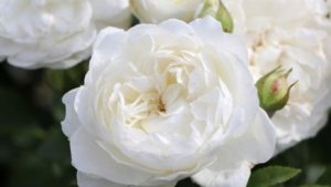 Trinity - Божий промысел. Японская роза Такинори Кимуро 2021г.