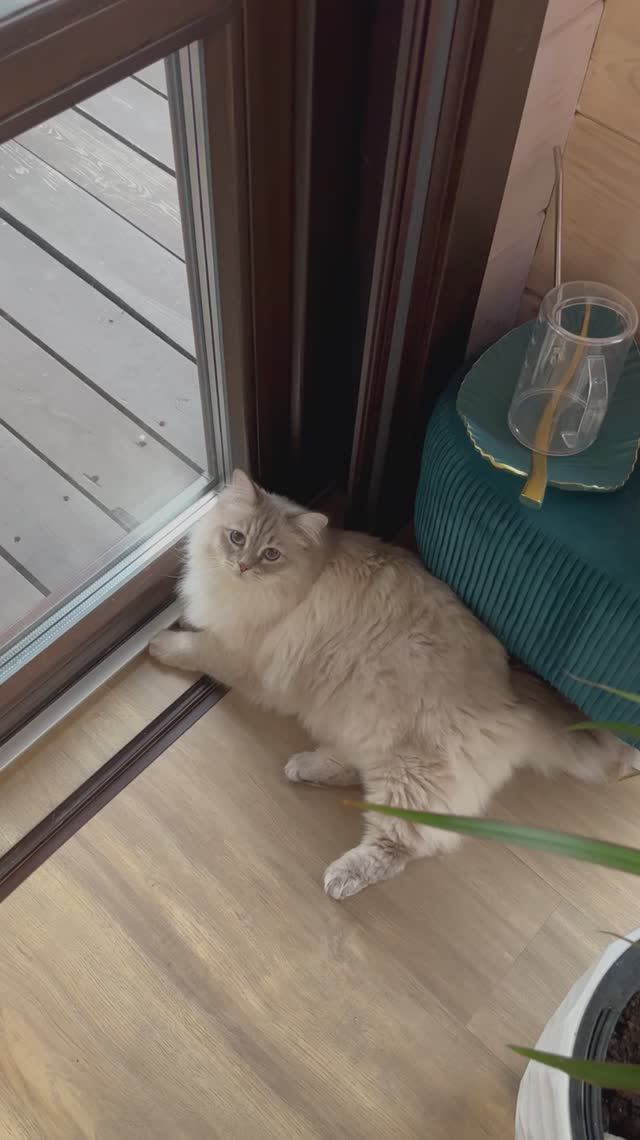 Кот хочет выйти на улицу побороться с волками 🐺😱🤬 смотреть онлайн