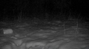 Дикая жизнь в объективе: Свежая подборка кадров с фотоловушек нацпарка «Ленские столбы» Часть 1.