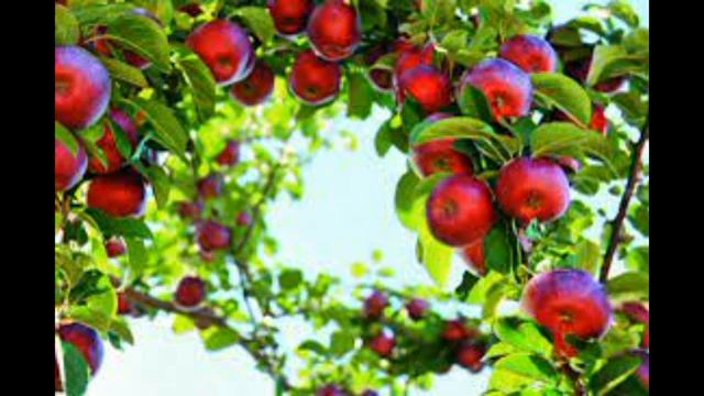 Алматинский Апорт смотреть онлайн