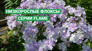 Обзор низкорослых, бордюрных флоксов, серии Флейм (Flame)