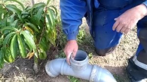 ВЫРАЩИВАНИЕ ПЕРСИКА В СЕВЕРНЫХ  РАЙОНАХ.