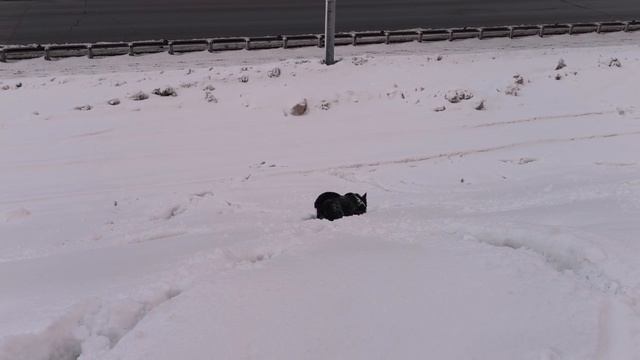 ВЕО  восточно европейская овчарка черная