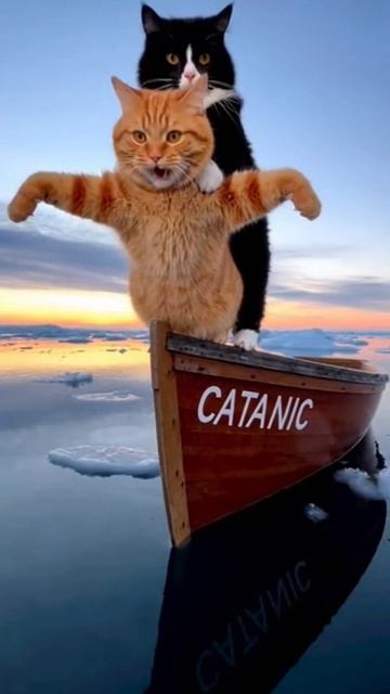 CATANIC 🐱🚢 | Пародия на сцену с котом на Титанике (Слишком мило!)