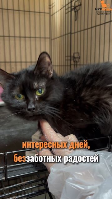 Ботти ждёт вас в приюте #Муркоша смотреть онлайн