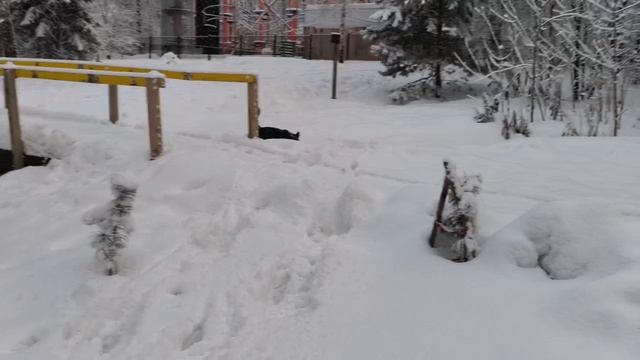 ВЕО  восточно европейская овчарка черная