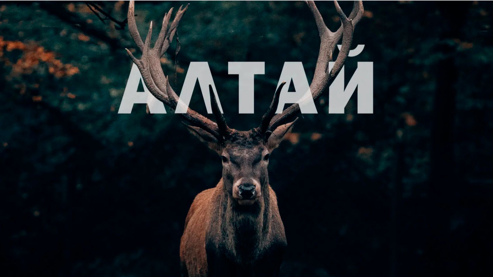 Охота на марала в горах Алтая 2025