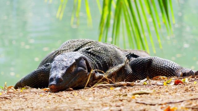 Дискавэри: дикие животные в фильме 8K VIDEO ULTRA HD смотреть онлайн