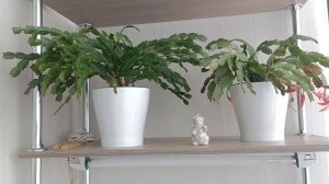 Декабрист. Выращивание и уход.
