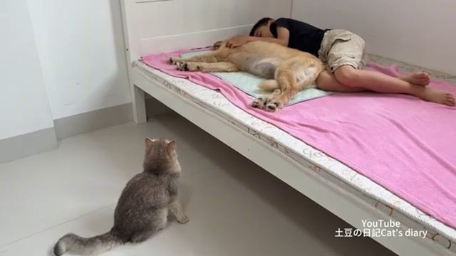 Ретривер, мальчик и кот (2025 год) смотреть онлайн