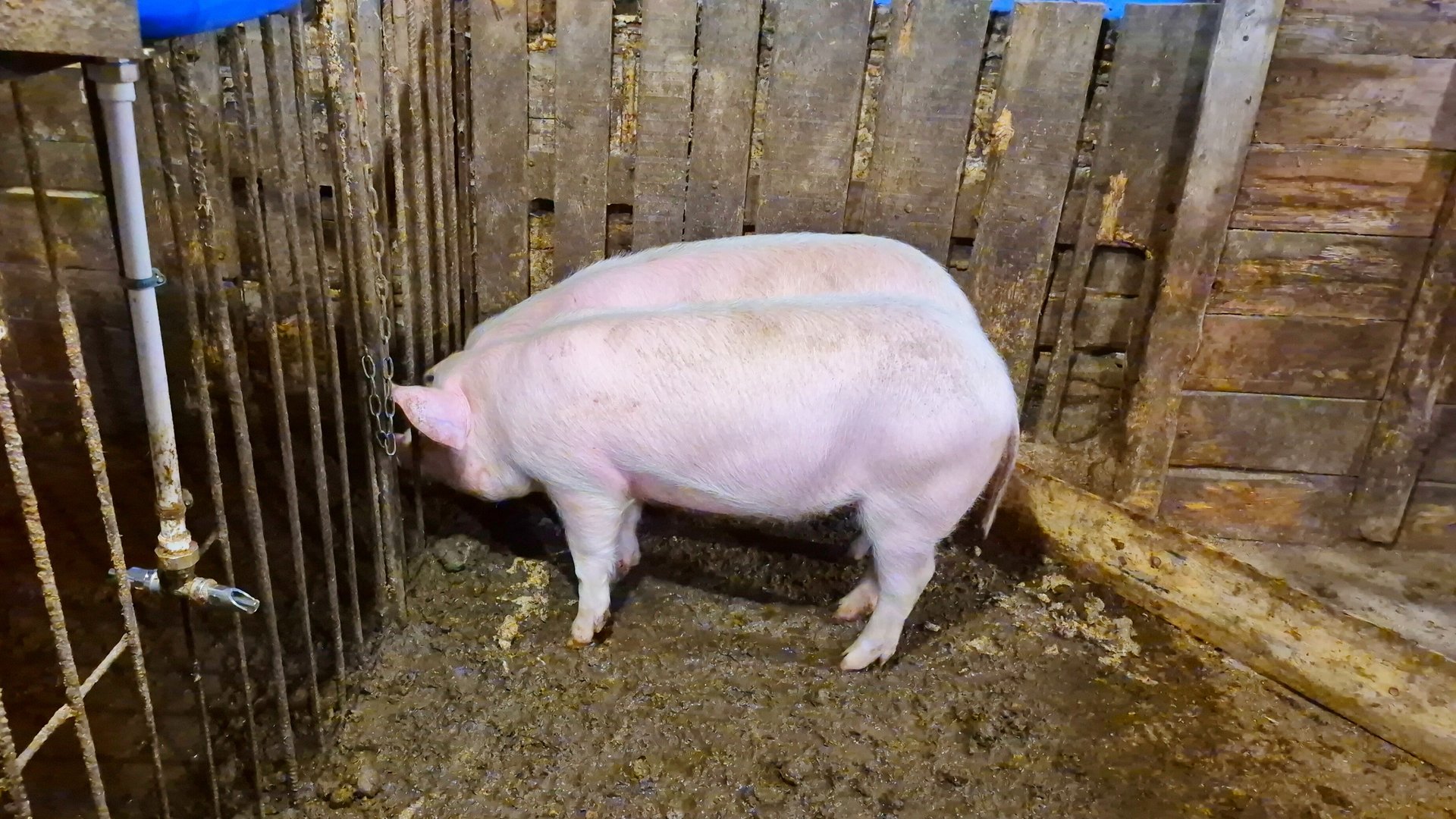 Свиньи Рыгают,Хотелось бы узнать что привело вас на мой канал смотреть онлайн