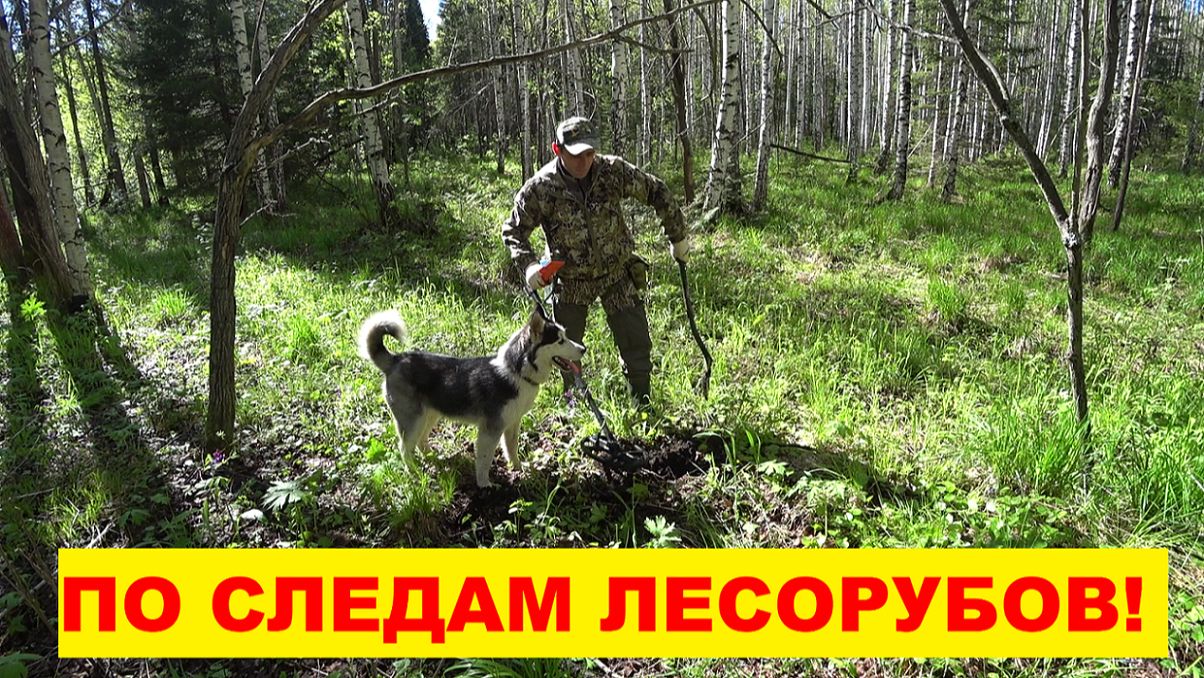 ВЕСЕННЯЯ РАЗВЕДКА И КОП МЕТАЛЛА! НАШЁЛ ЦВЕТНОЙ И ЧЁРНЫЙ МЕТАЛЛ! СДЕЛАЛ СХРОН МЕТАЛЛА НА ЗИМУ! смотреть онлайн