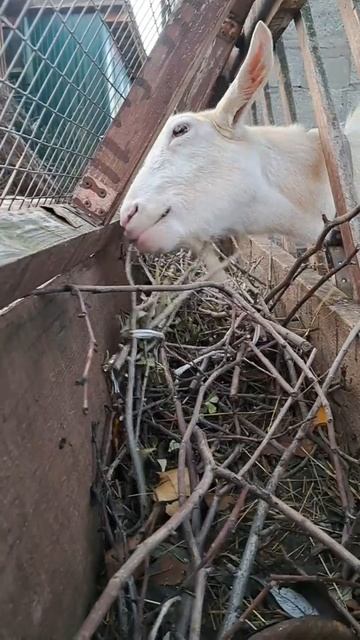 Козы на прогулке