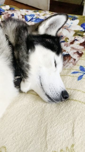 Собака-улыбака Брюлик 🥰 смотреть онлайн