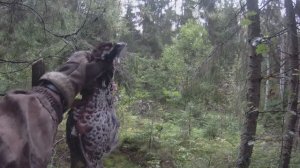 Охота на рябчика