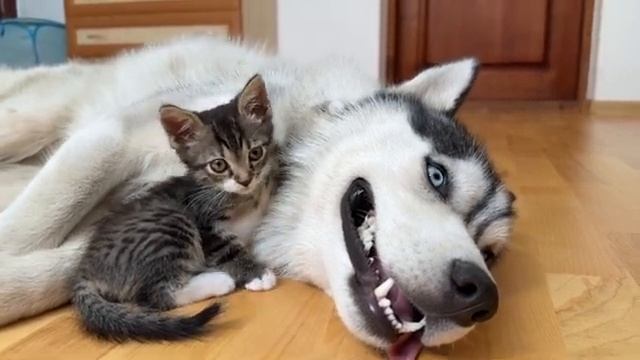 Реакция хаски на котёнка - 2025 год смотреть онлайн