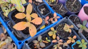 Укрытие черенков Гортензии на Зиму..Немного об обрезке и как сохранить одревесневшие черенки?