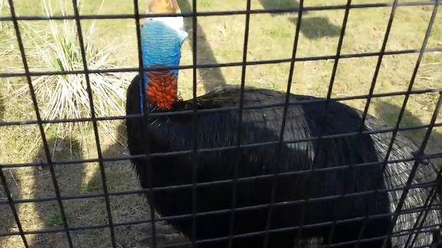 Казуар (Casuarius) Московский зоопарк (Moscow Zoo)