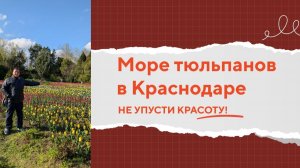 Тюльпаномагия:  150 000 тюльпанов 🌷 в Ботаническом Саду Краснодара! Весна в Краснодаре 🌷