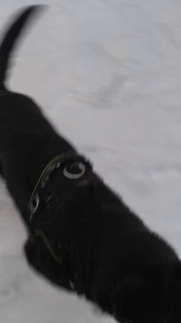 ВЕО восточно европейская овчарка черная