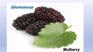 Vocabulary . Mini- lesson 1. Berries
