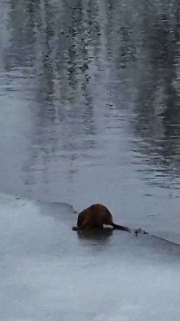 Прикол!!! смотреть онлайн