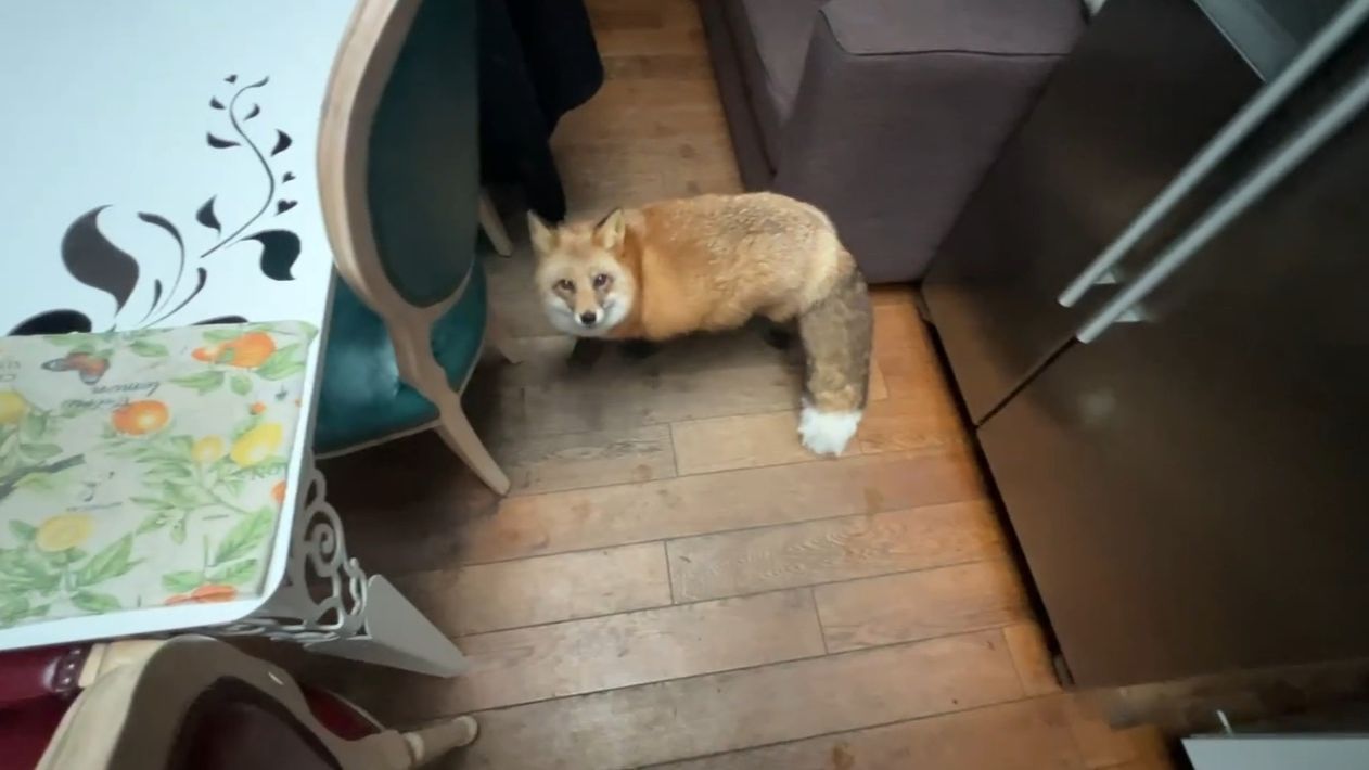 Лиса-Алиса. Необычная гостья прилетела на кухню смотреть онлайн