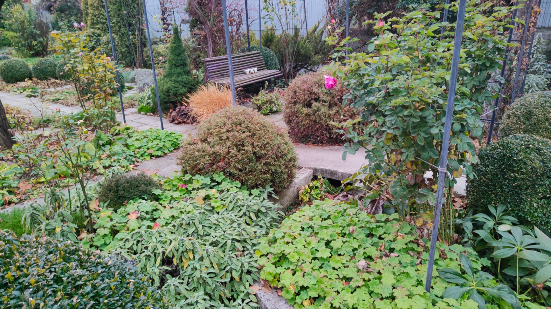 Подвожу итоги сезона и готовлю сад к зиме. Предзимье в южном саду 26.11.2025 г.Пятигорск, зона 6б. смотреть онлайн