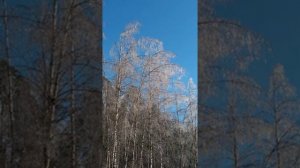 №99 Массаж энергоструктур