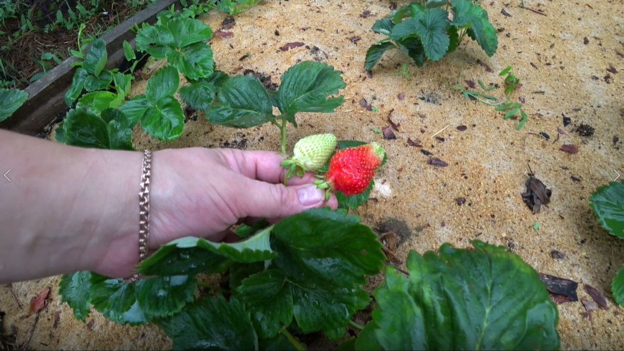 Про укрытие клубники на зиму смотреть онлайн