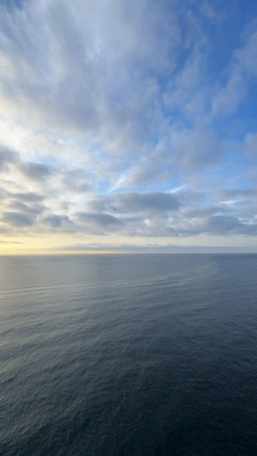 Жизнь и свобода! Моменты одной чайки из Крыма #крым #ялта #море смотреть онлайн