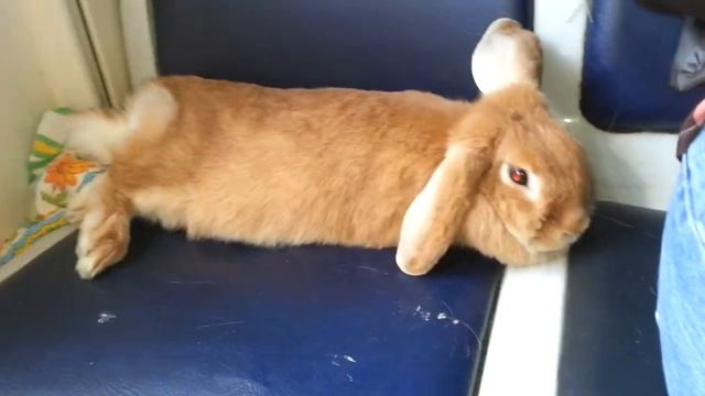 100% реальный заяц в электричке! Без билета!