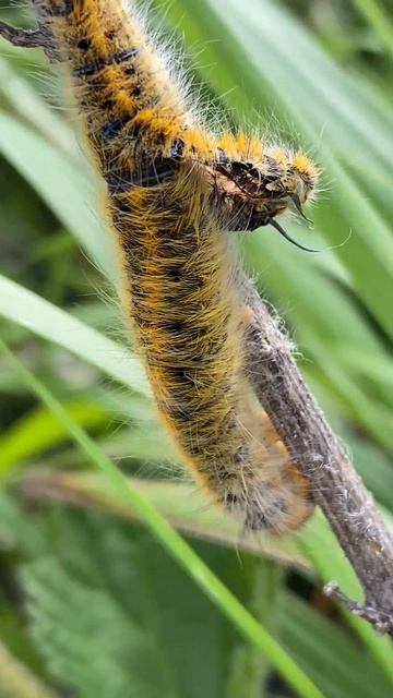 Гусеница коконопряда избавляется от старой шубки смотреть онлайн