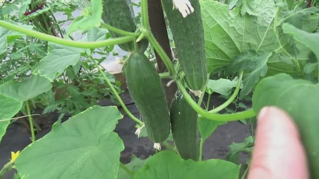 Увидите огурец "БОНУС" - покупайте! Я от него в восторге! Рекомендую! смотреть онлайн