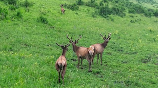 Алтай. Вольница (Tiko Tiko - Against All Odds)-сайт