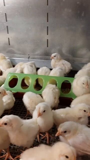 27.11. 2025 ГОД ДЕД ЧТП РУССКОЕ ХОЗЯЙСТВО! 100% ВЫВОД ЦЫПЛЯТ ЛЕГГОРН БЕЛЫЙ СТАНДАРТ! смотреть онлайн