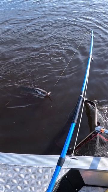 Сачком нужно под ЩУКУ! смотреть онлайн