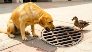 Собака Без Остановки Лаяла на Канализационную Решётку. Заглянув Внутрь, Люди Побледнели