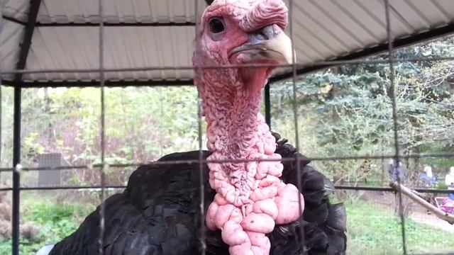 Индюк красавец!