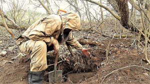 Жуткая находка в лесу. Извлекаем из-под корней. Коп металлолома два дня тряслись руки.