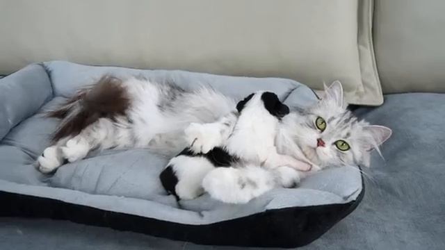 Реакция кота на спящего щенка (2025 год) смотреть онлайн