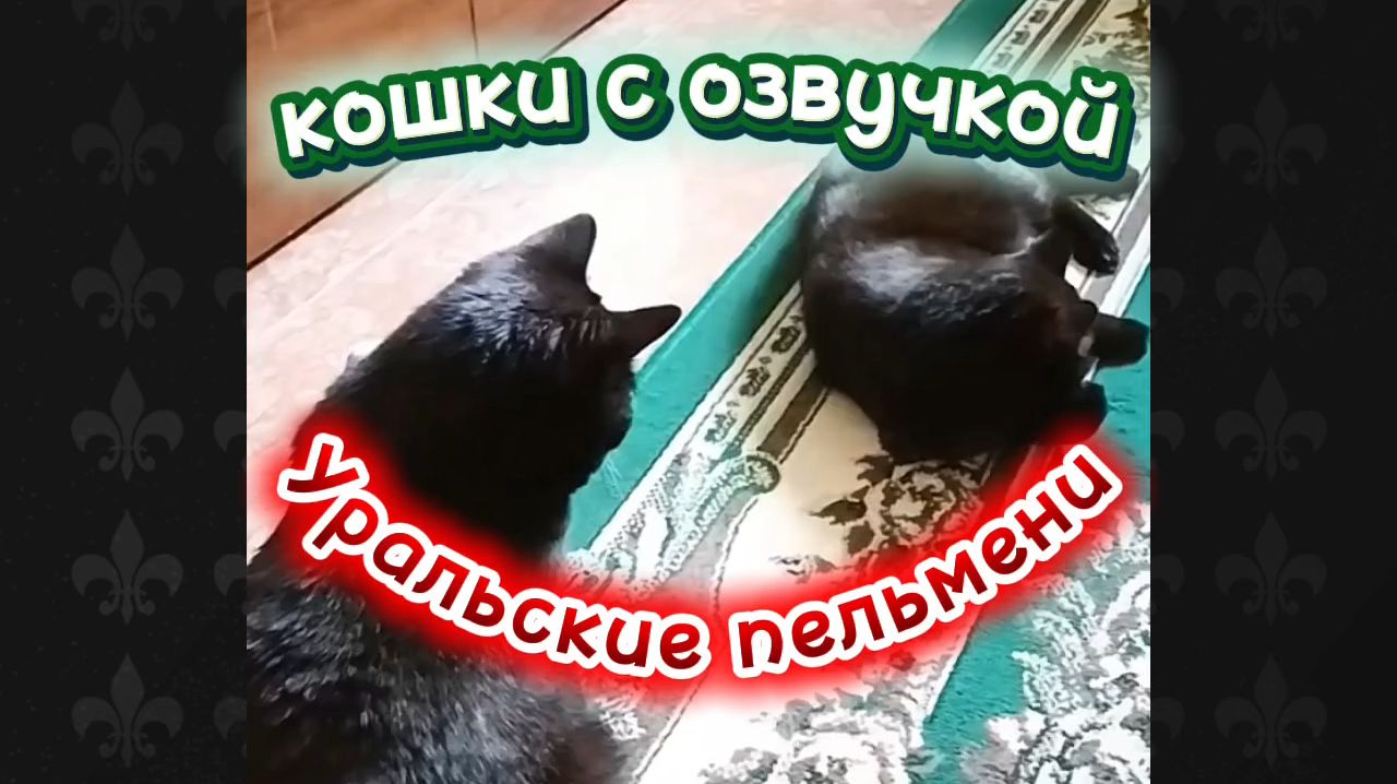 КОШКИ С ОЗВУЧКОЙ. смотреть онлайн