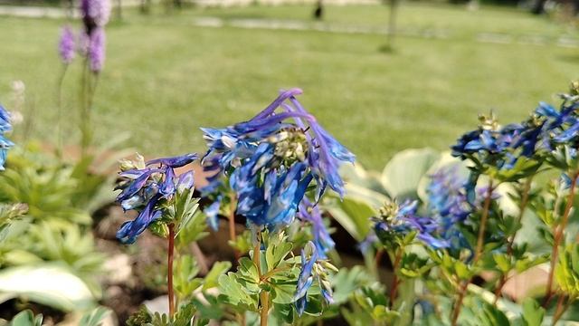 Хохлатка синяя 'Крейтон Блю' (Craigton Blue) в нашем саду 2025 смотреть онлайн