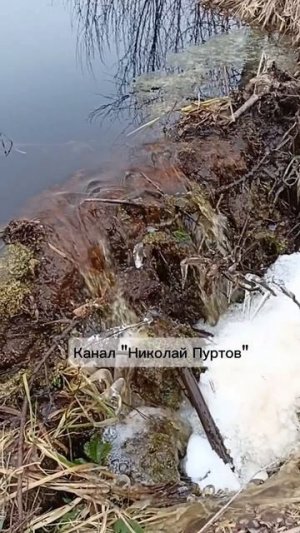 Бобровый "водопад" у п.Стрижи😊