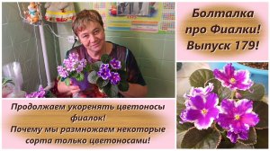 Болталка про Фиалки! Выпуск 179! Укореняем цветоносы фиалок! Размножаем некоторые сорта цветоносами!