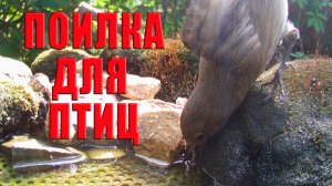 Птицы на поилке / Фотоловушка в лесу